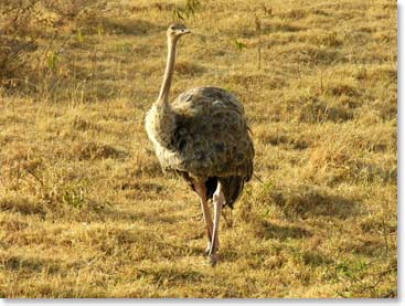 An ostrich struts its stuff for us.