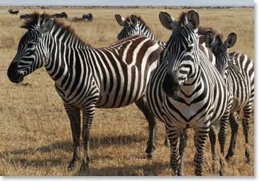 Lauren’s favourite: zebras.