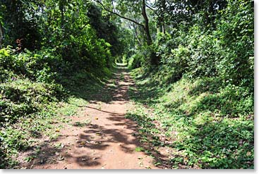 Heading into the jungle at Umbwe Gate.