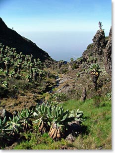 The vegetation changes greatly as we gain altitude.