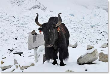This yak was guarding the entry to Everest Base Camp.
