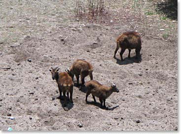 Some mountain goats approaching the potato fields in Pangboche.  Watch out!