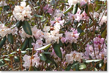 A close-up view of the blossoms