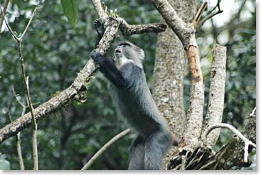 A monkey looking for some dinner.