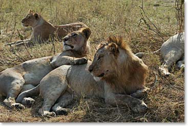 A pride of lions from close up