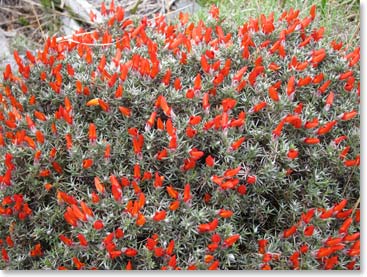 Native flowers