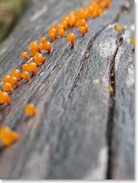 Mushrooms on a log