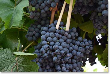 Later, when we arrive at our overnight accommodation, we were not surprised to learn it was also a vineyard. 