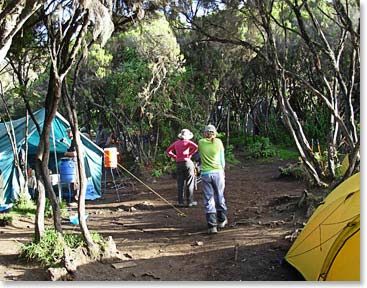 Back down below the tree line at Mweka Camp