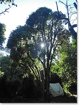 The big trees of Big Tree Camp