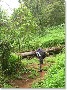 Hiking through the forest on day one