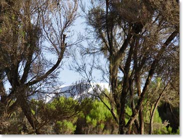 Looking at Kilimanjaro through the trees at Mweka Camp