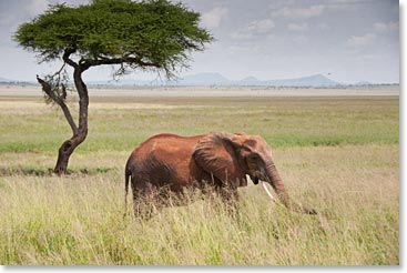 An elephant dirty from rolling in the dust