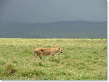 A lioness stalks her prey.