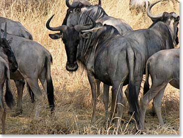 Wildebeests