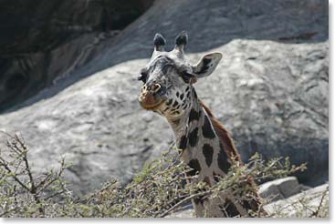 A smiling giraffe