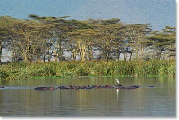 The hippo pool
