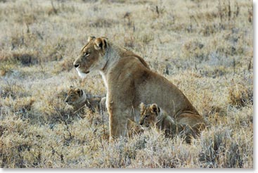 A lioness with her cubs