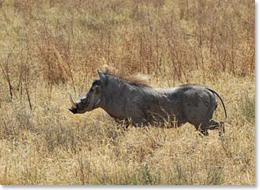 A prancing warthog