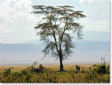 A beautiful landscape
