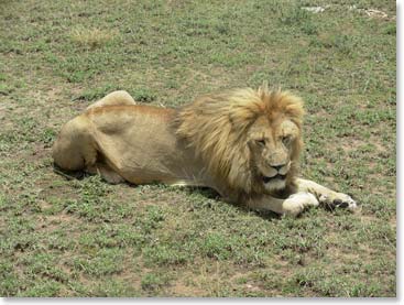 A big male lion rests near our Land Cruiser