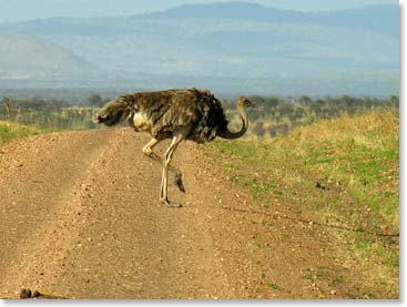 An ostrich crosses the road