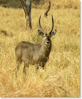 Antelope