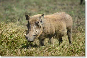 Warthog