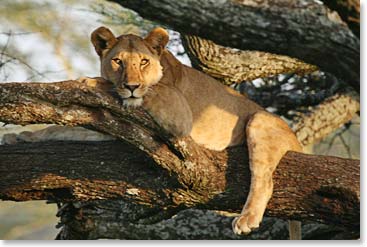 A beautiful lioness relaxes in a tree.