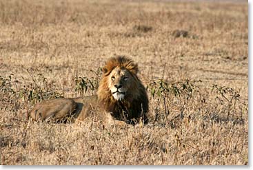 A mighty male lion