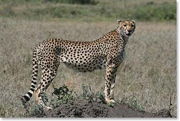 A cheetah takes a break from running.