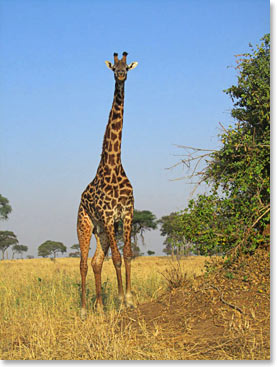 A curious giraffe looks our way.
