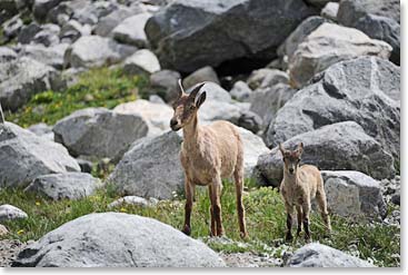 The west Caucasian tur is a large, heavy-set goat, here is a mother with her baby.