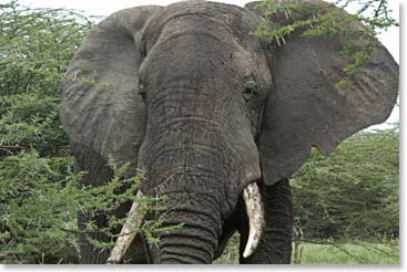 An enormous elephant
