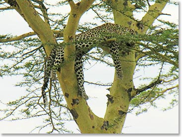 Leopard in the trees