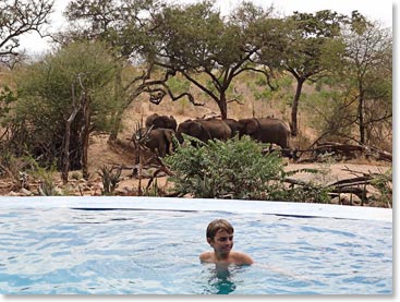 Swimming and game watching at the same time – the elephants are everywhere!