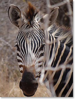 A zebra smiles for the camera