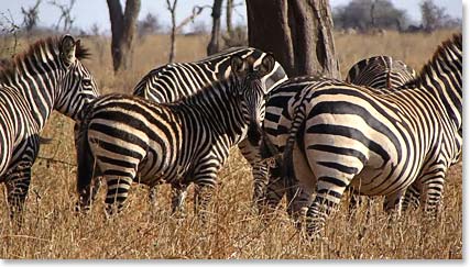 Zebras in the fading light of the afternoon