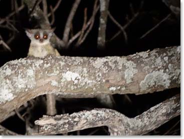 A bush baby peers at us through the dark.