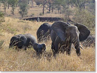 So many elephants!