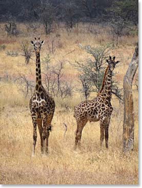 Tall giraffes blend in well with the scenery