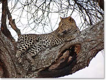 A lazy leopard looks well-fed in his tree.