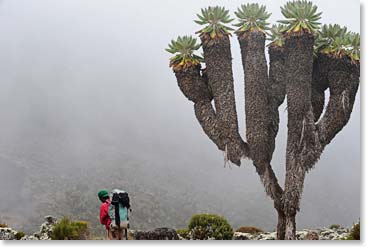 The zone of giant Senecios Trees