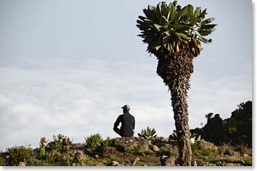 The peace and majesty of the African landscape is always with us. Berg Adventures guide Emmanuel was seen taking it all in during the late afternoon.
