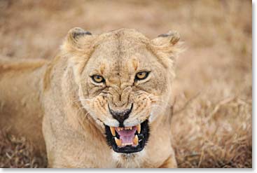 Lioness