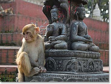 Adorable rhesus monkeys are everywhere at the Swayambhunath  temple, this is why Swayambhunath  is known worldwide as 