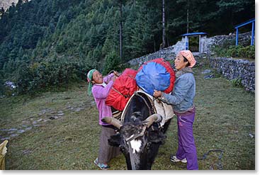 Zopkipos are cross bred animals that have the strength of Yaks, but can travel to lower elevations as well as up high.  Nim Phuti and Sona load them up every morning.