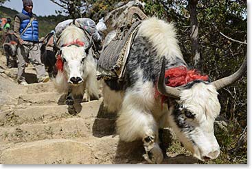 We shared the trail with Yaks. These are the pure Yaks from the Tibetan Plateau, not cross bred.  They are powerful, beautiful animals.