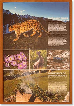 Pangboche Monastery has a new set of interpretative displays to help trekkers appreciate the local natural world, culture and mythology.  The Snow Leopard is still here and though rarely seen is a fascinating presence in these mountains.