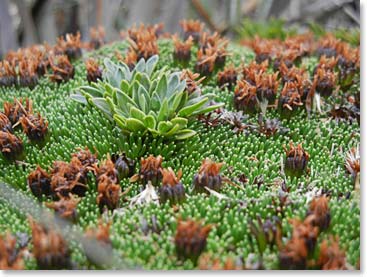 Beautiful cactus